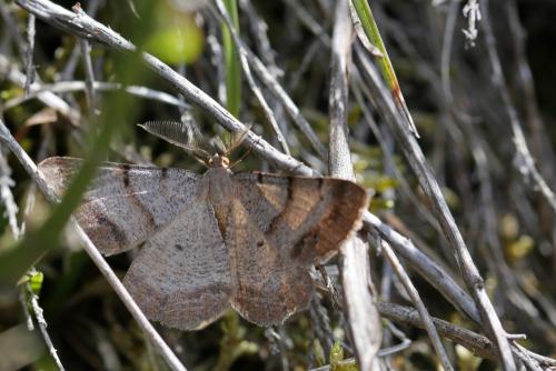 Selidosema brunnearia